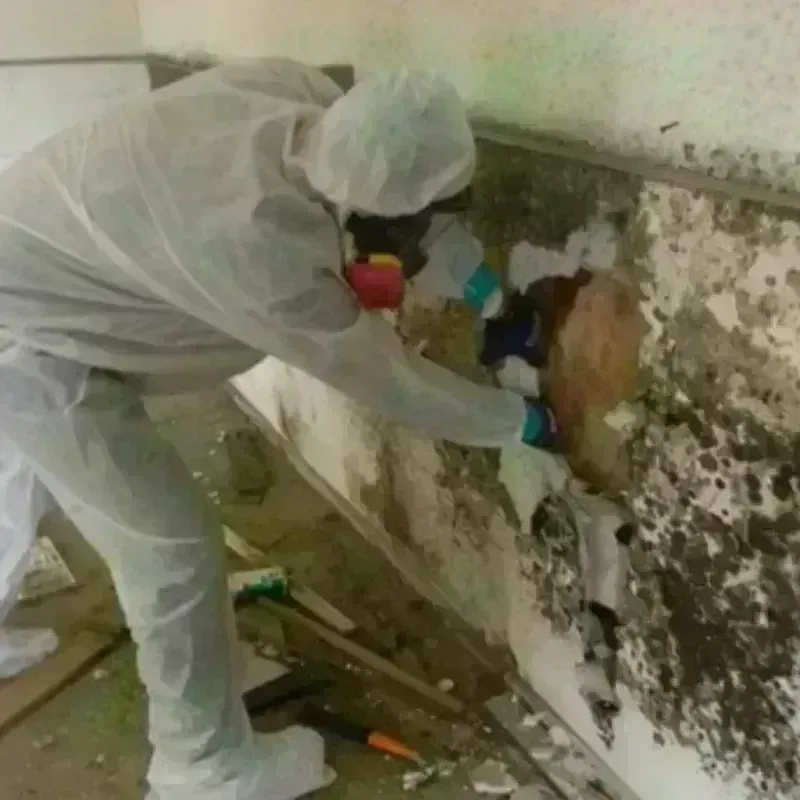 Mold Remediation and Removal in Olympia Heights, FL